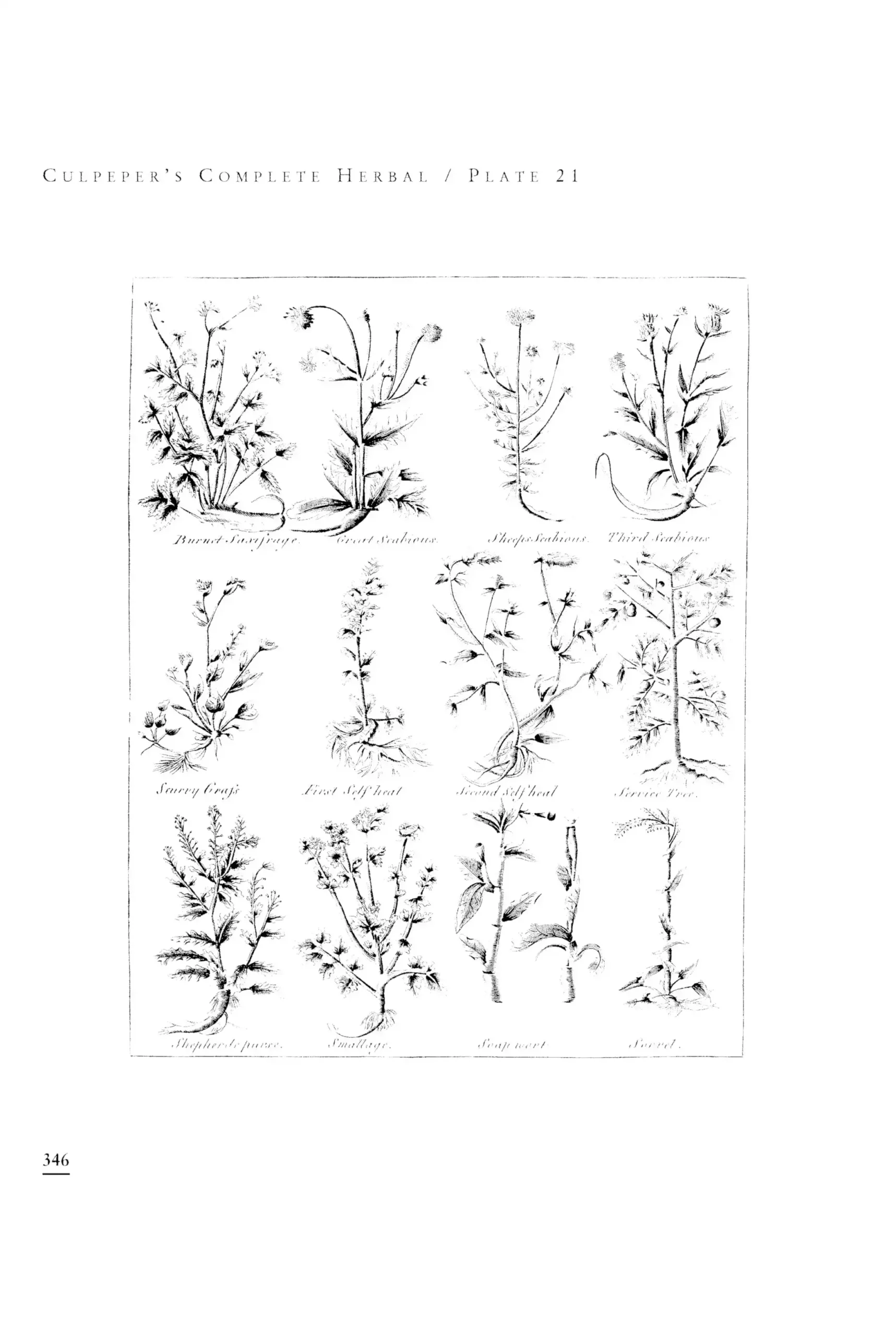 Culpeper's Complete Herbal: Over 400 Herbs and Their Uses by Nicholas Culpeper (Hardback)
